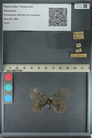 Media type: image;   Entomology 179920